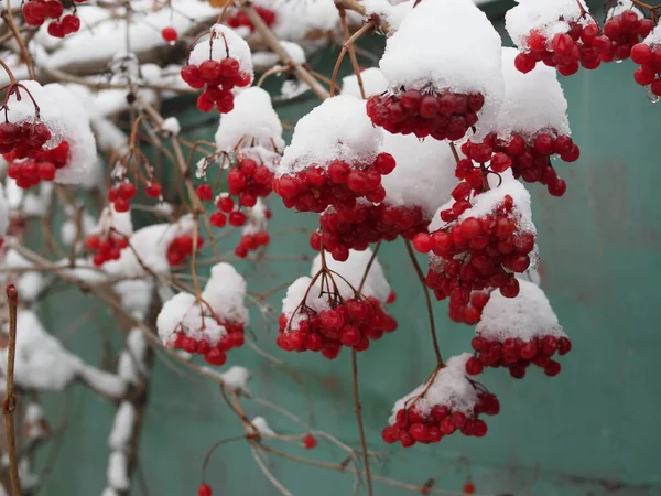 Czerwone Viburnum Zimie Czerwone Skupiska Jagód Viburnum Pod Śniegiem Szczotka — Zdjęcie stockowe