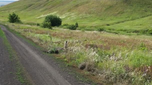 Une Seule Marmotte Sort Son Terrier Lève Alarmée Pour Vérifier — Video