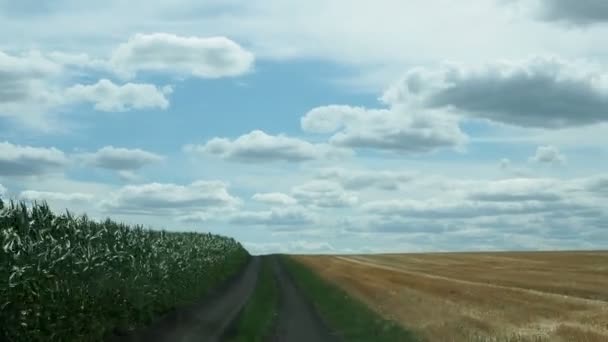 从汽车的挡风玻璃上看过去的玉米地 — 图库视频影像