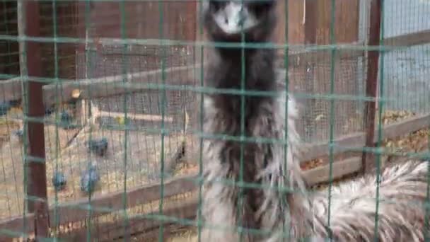 Emu Dromaius Novaehollandiae Κοιτάζοντας Γύρω Από Βίντεο Αιχμαλωσία Ένας Συρμάτινος — Αρχείο Βίντεο