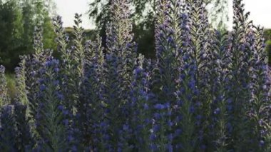 Çiçek açan Viper 's Bugloss' un pürüzsüz yayılımı, Echium vulgare olarak da bilinir, Blueweed, Har.