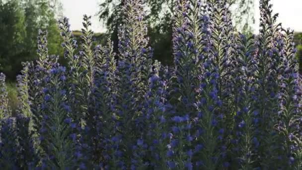 Glatt panorering av blomsterplanten Viper s Bugloss, også kjent som Echium vulgare, Blueweed, Harespeckle bak morgensolen. – stockvideo