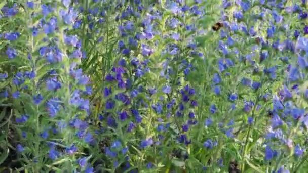 Hladké pánve kvetoucí rostliny Viper 's Bugloss, známé také jako Echium vulgare, Blueweed, Harespeckle v podsvícení ranního slunce. čmelák sbírá nektar z medových květů — Stock video