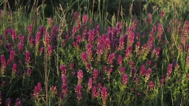 Madeira vaca trigo flores Melampyrum nemorosum no prado de verão verde — Vídeo de Stock