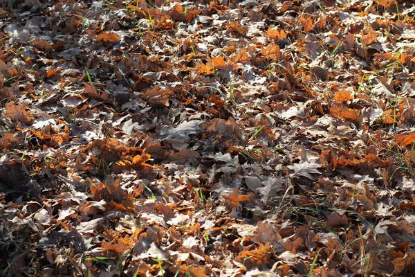 Upadłe Liście Dębu Las Jesienny — Zdjęcie stockowe