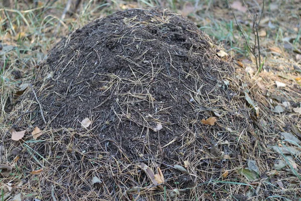 Ormanda Büyük Bir Karınca Yuvası Yaz Ormanlarında Karınca Kolonisi Olan — Stok fotoğraf