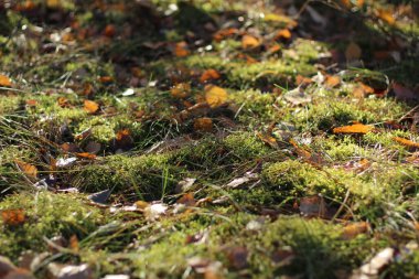 Parlak yeşil yosun ve kuru Çam iğneleri ile doğal arka plan.