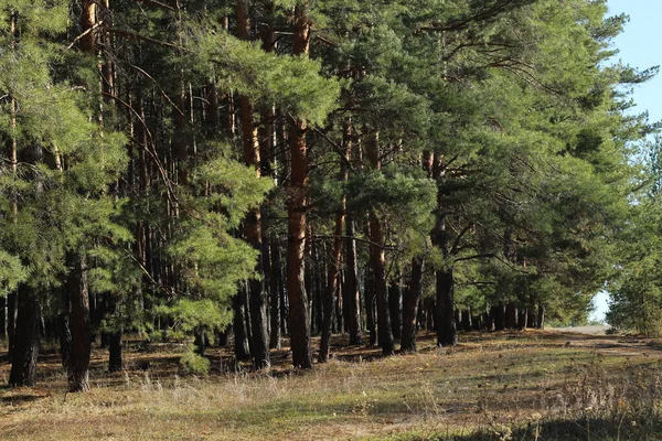 Σκανδιναβικές Πευκόφυτο Δάσος Στο Φως Βράδυ Μικρού Βάθους Πεδίου — Φωτογραφία Αρχείου