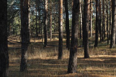 Güçlü güzel çam güz ormanı