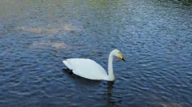 Gölde yüzen beyaz kuğular. Gölde yüzen beyaz kuğuların görüntülerini kapatın..