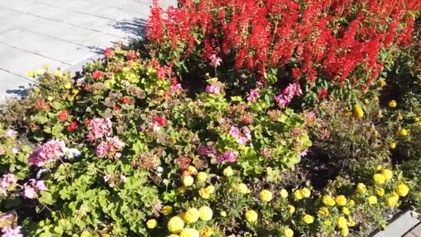 混じったパンジー ペチュニア マリーゴールドなどの花が咲くカラフルな都市の通りの花のベッドは 冬と春の終わりに都市の庭の風景に色を追加します — ストック動画