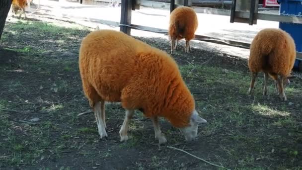 Orange Sheep Graze Meadow — Stock Video