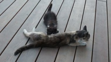 Anne kedi yavrularını besler. Kediler bir kedinin göğsünü emiyor. Kedi yaşam tarzı