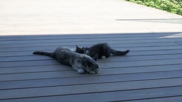 妈妈的猫喂猫 猫吸吮猫的胸部 猫的生活方式 — 图库视频影像