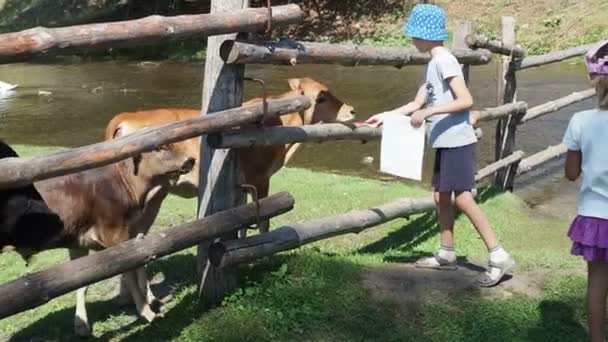 Lipetsk Region Russia August 2021 Παιδιά Ταΐζουν Ζώα Στο Αγρόκτημα — Αρχείο Βίντεο
