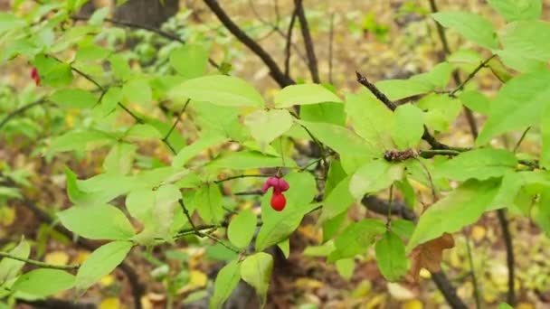 Árvore Fuso Cascata Vermelha Euonymus Europaeus Flores Outono — Vídeo de Stock