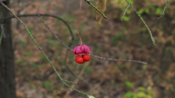 Árvore Fuso Cascata Vermelha Euonymus Europaeus Flores Outono — Vídeo de Stock