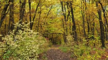 Parlak sonbahar ormanında yol
