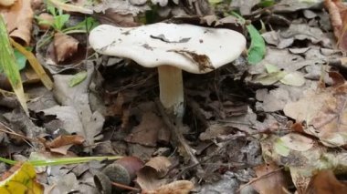 Çam iğneleri ve çimenlerin arasındaki yenilebilir mantar çiğ tanesinin yakın çekimi. Mantarın solungaçları açıkça görülüyor. Turuncu başlık çok fazla nemden çatlamış..