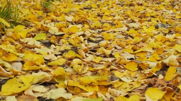 Camino Parque Está Cubierto Hojas Amarillas Otoño — Vídeos de Stock