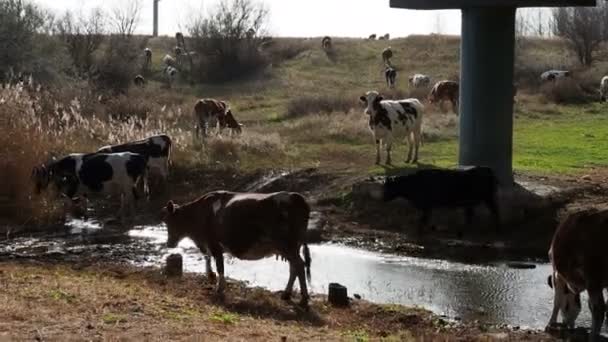 Корови Ходять Кущах Березі Річки Поливальна Лунка — стокове відео