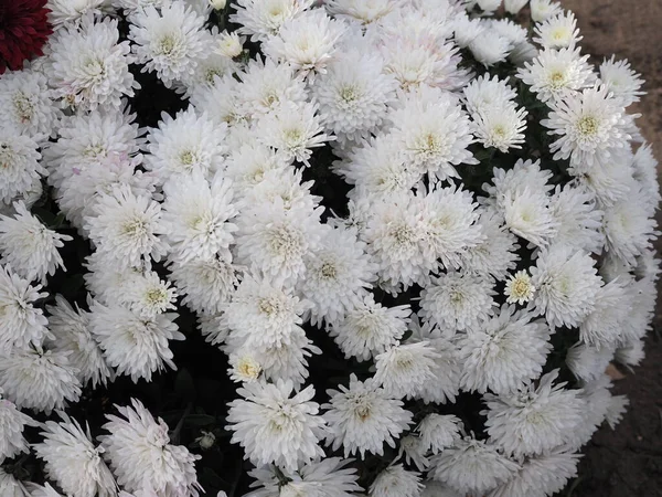 Symphyotrichum Novi Belgii Hermosa Planta Con Flores Pétalo Flor Completa — Foto de Stock