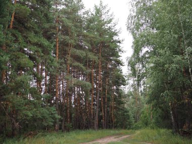 Karpatlar 'da derin mavi gökyüzünün altındaki çam ormanı.