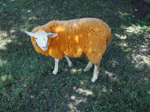 Porträt Eines Orangefarbenen Schafes Schafe Blicken Die Kamera Andere Schafe lizenzfreie Stockfotos