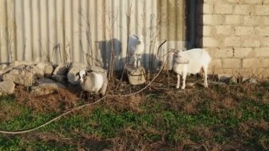 Köyün çitlerinde çocukları olan keçi..