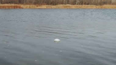 Su kirliliği. Kirlenmiş kirli, sakin nehir suyunun plastik artıklarıyla yakın çekim sahnesi. Ekoloji ve çevre kavramı
