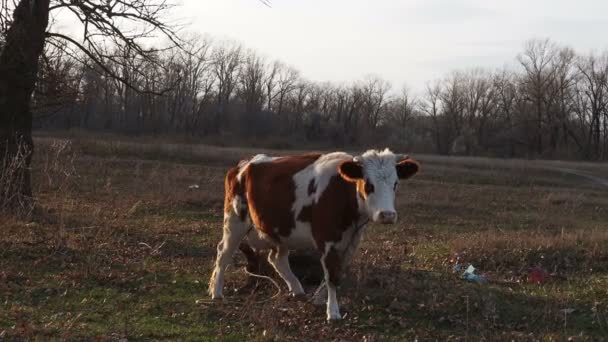 Jedna červená kráva se pásne na louce na pozadí lesních hor. Podzimní barevná krajina. Jasná ohnivá barva krávy. Portrét zvířete. Dívá se přímo do kamery. Krajina — Stock video