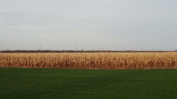 Campo com trigo maduro ao lado de culturas de inverno no outono — Vídeo de Stock