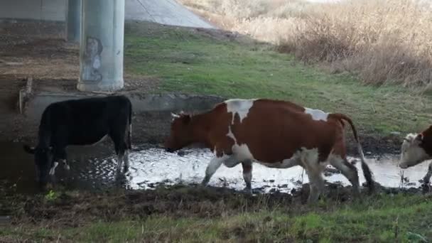 Россия, Маркс, Саратовская область - 11 ноября 2021 года коровы гуляют по кустам вдоль берега реки. Пастух напоил стадо — стоковое видео