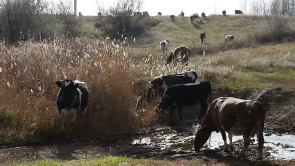 Корови ходять у кущах на березі річки. поливальна лунка — стокове відео