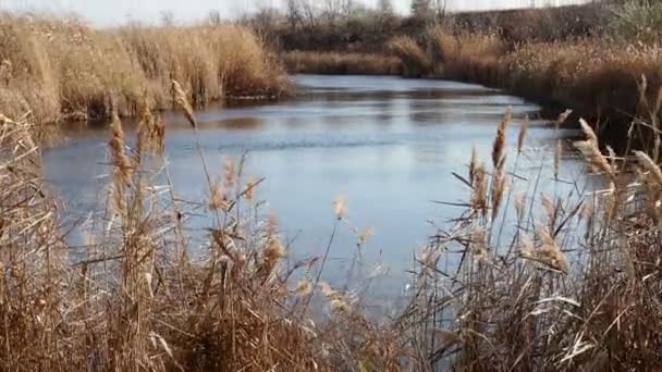 Suche łóżka trzcinowe na brzegu rzeki w pochmurny jesienny dzień. Sucha trawa jesienią. Spokojny przepływ wody rzecznej. Malowniczy krajobraz. — Wideo stockowe