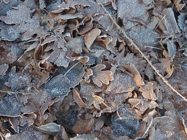 Brown Winter Leaves Hoarfrost — Stock Photo, Image