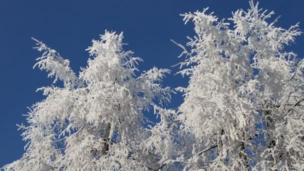 Wintersneeuw Berken Boomtoppen Sneeuw Bedekt Winter Berken Boomtoppen Blauwe Lucht — Stockvideo