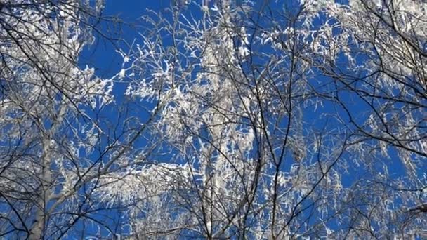冬雪白桦树顶上 蓝天背景上覆盖着积雪的冬季桦树树梢 — 图库视频影像