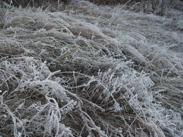 Mroźny Makro Zimowy Poranek Koncepcja Zimnej Pogody Mrożona Trawa Polach — Zdjęcie stockowe