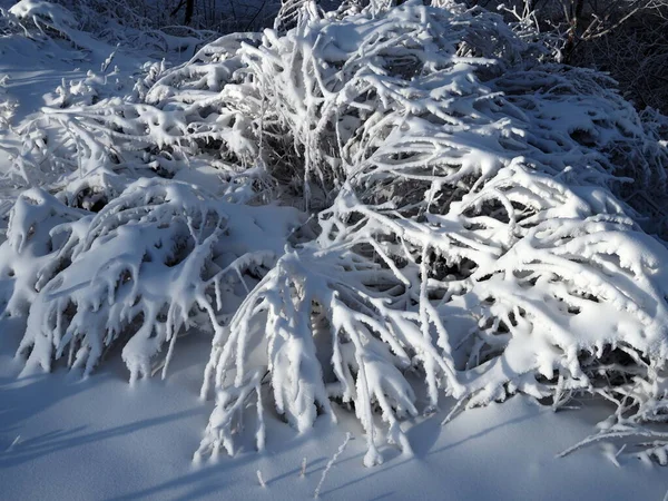 Hófödte Bokor Mély Téli Parkban Téli Háttér Tél Közelről Természet — Stock Fotó