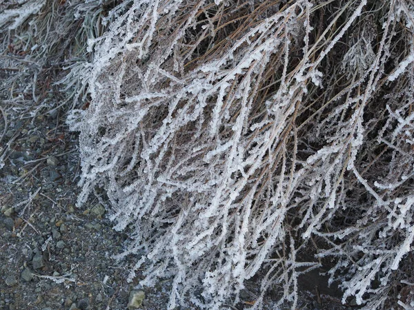 Soğuk kış sabahı makrosu. Soğuk hava geçmişi kavramı. Kopya alanı olan tarlalarda donmuş çimenler.