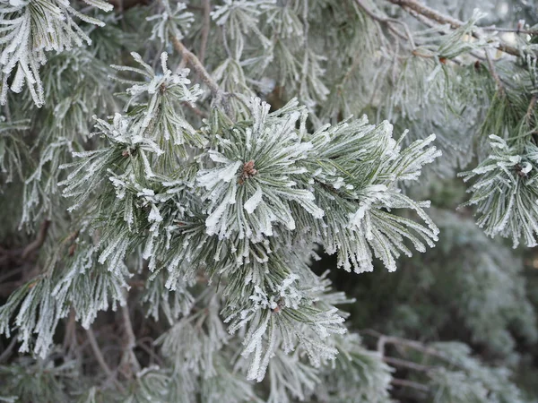 Winter Froste Borové Větve Jsou Pokryty Silnou Vrstvou Mrazivého Mrazu — Stock fotografie