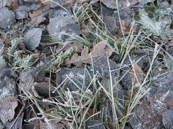 Brun Vinterlöv Med Hesparfrost — Stockfoto