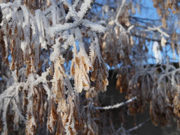 Schneebedeckte Ahornsamen Reihen Nahaufnahme Winterwald — Stockfoto