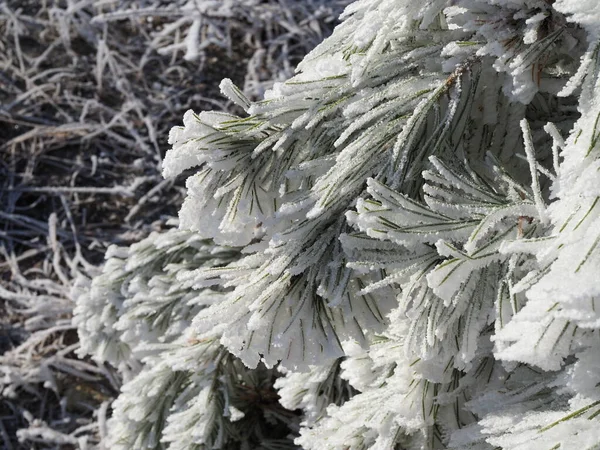 フロスト 松の枝は霜の厚い層で覆われています コントラズールでは 霜は太陽の下で輝く — ストック写真