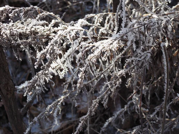 雪に覆われた列のカエデの種 クローズアップ 冬の森 — ストック写真