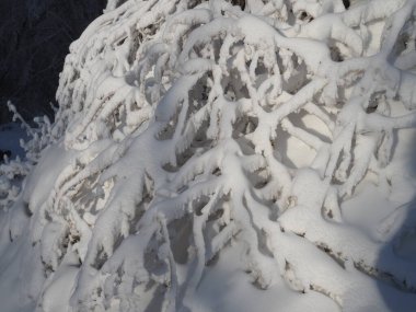 Ağaçları karla kaplı kış ormanı. Donmuş ağaçların dalları