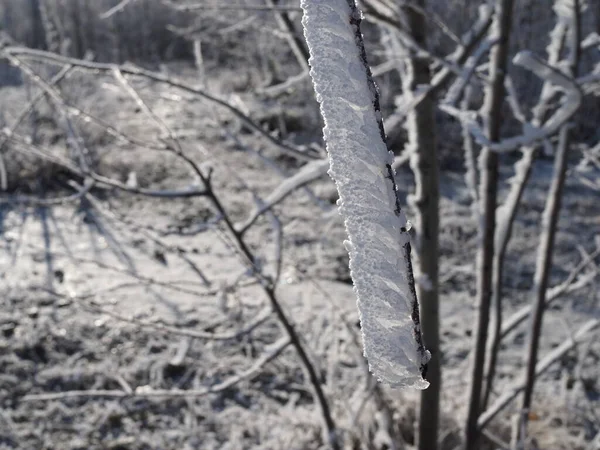 Ramas Arbustivas Están Cubiertas Con Una Gruesa Capa Nieve Fresca —  Fotos de Stock