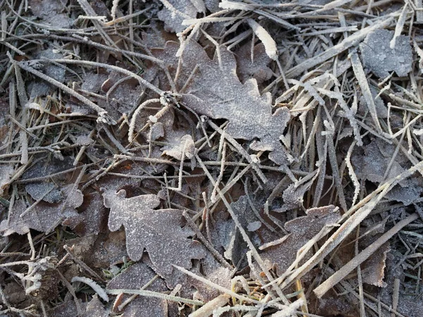 Folhas Inverno Marrom Com Geada — Fotografia de Stock