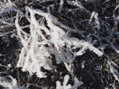 Güzel karlı kış ormanı, karla kaplı ağaçlarla ve karla kaplı. Karla kaplı dalları olan doğanın kış arkaplanı. Ağaçlardaki beyaz don, beyaz kaymalar yol, kış ormanlarındaki patika